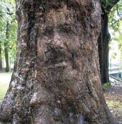 صورة مرسي تظهر على شجرة في المانيا Attachment