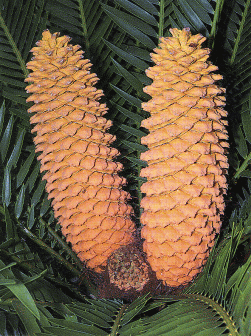 Click image for larger version

Name:	cycad-2.png
Views:	1
Size:	62.8 KB
ID:	1294784