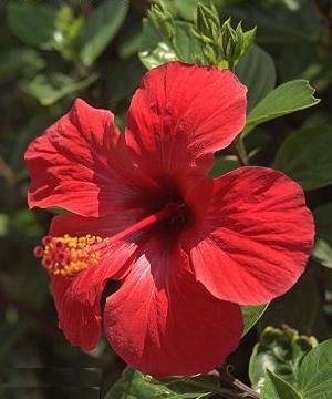 Click image for larger version

Name:	hibiscus-1.jpg
Views:	1
Size:	18.9 KB
ID:	1294786