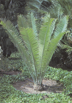 Click image for larger version

Name:	cycad-2.png
Views:	1
Size:	74.5 KB
ID:	1294782