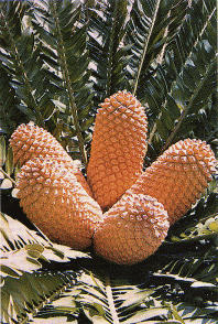 Click image for larger version

Name:	cycad-2.png
Views:	1
Size:	45.0 KB
ID:	1294783