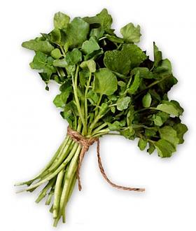 Click image for larger version

Name:	1598_watercress-soup.jpg
Views:	1
Size:	23.2 KB
ID:	1296371