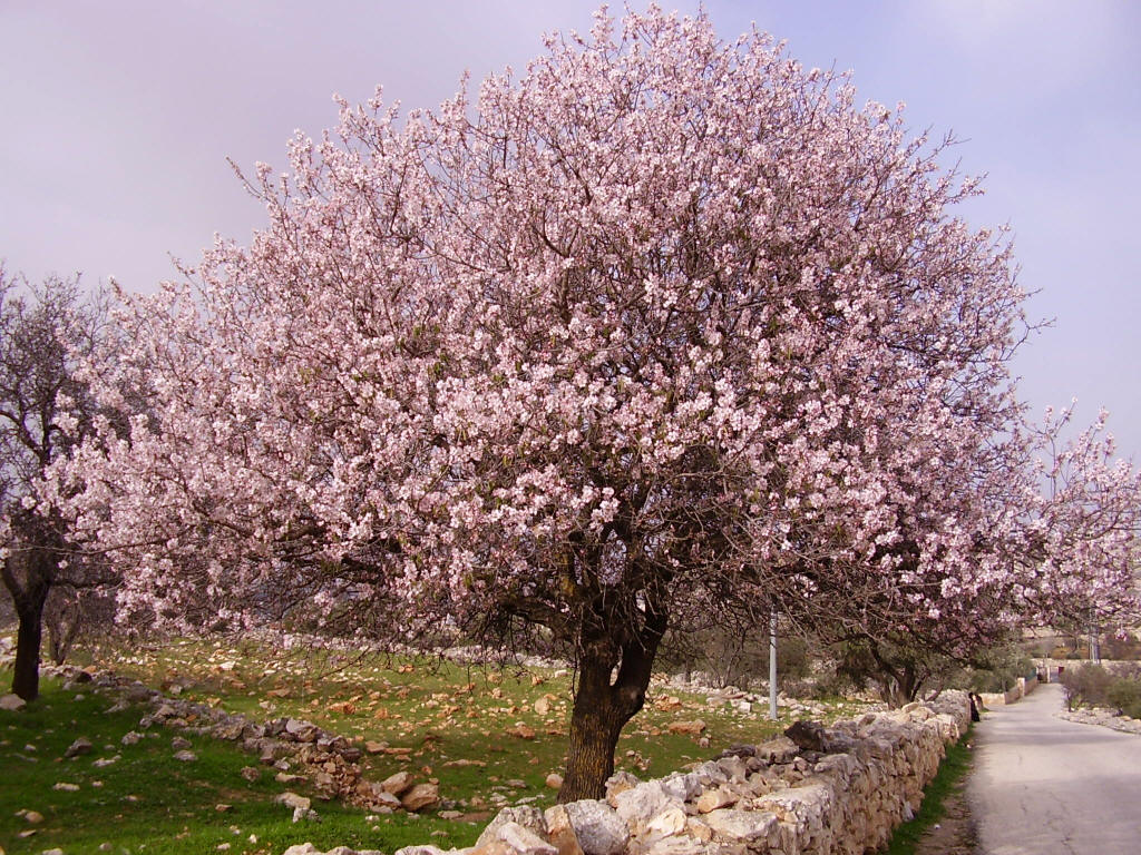 Click image for larger version

Name:	almond-tree.jpg
Views:	1
Size:	251.1 KB
ID:	1301689