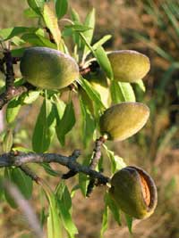 Click image for larger version

Name:	almondtree.jpg
Views:	1
Size:	10.1 KB
ID:	1301690