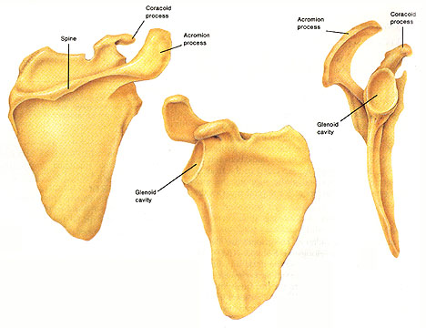 Click image for larger version

Name:	scapula.jpg
Views:	1
Size:	41.7 KB
ID:	1302233