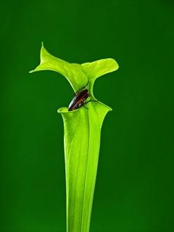 Click image for larger version

Name:	bcarnivorous_plants_are_plants_that_derive_some_or_most_o_2.jpg
Views:	1
Size:	20.0 KB
ID:	1356469
