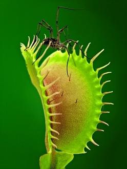 Click image for larger version

Name:	bcarnivorous_plants_are_plants_that_derive_some_or_most_o_3.jpg
Views:	1
Size:	34.2 KB
ID:	1356470