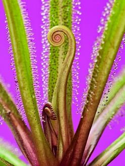 Click image for larger version

Name:	bcarnivorous_plants_are_plants_that_derive_some_or_most_o_12.jpg
Views:	1
Size:	57.5 KB
ID:	1356479