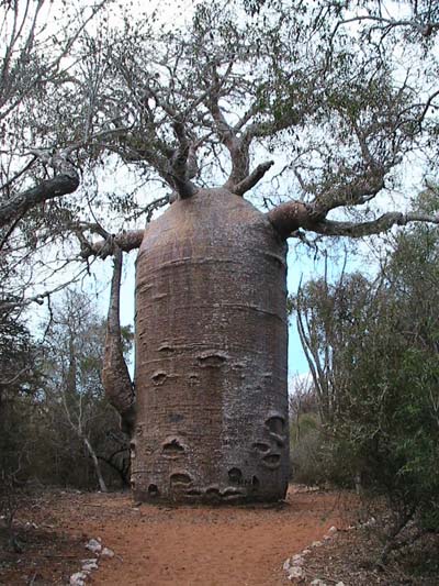 Click image for larger version

Name:	baobab01.jpg
Views:	1
Size:	100.2 KB
ID:	1358439