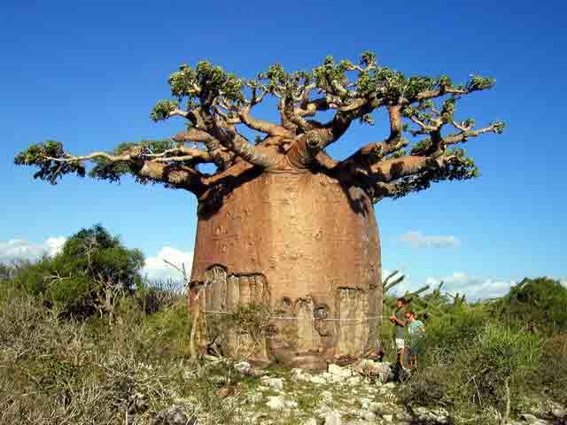 Click image for larger version

Name:	baobabfruitantioxidantb.jpg
Views:	1
Size:	26.9 KB
ID:	1358440