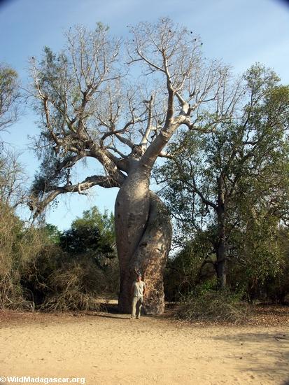 Click image for larger version

Name:	baobabs0004.jpg
Views:	1
Size:	95.1 KB
ID:	1358442