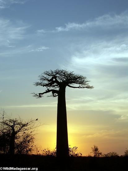 Click image for larger version

Name:	baobabs0146a.jpg
Views:	1
Size:	44.2 KB
ID:	1358444