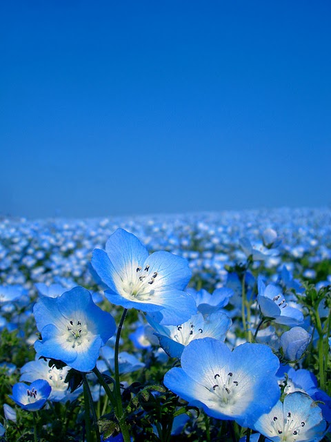 Click image for larger version

Name:	8.jpg
Views:	1
Size:	59.4 KB
ID:	1348690