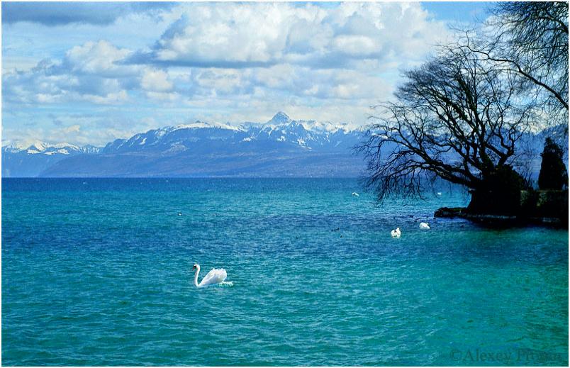 Click image for larger version

Name:	بحيرة جنيف 2.jpg
Views:	1
Size:	87.1 KB
ID:	1293681
