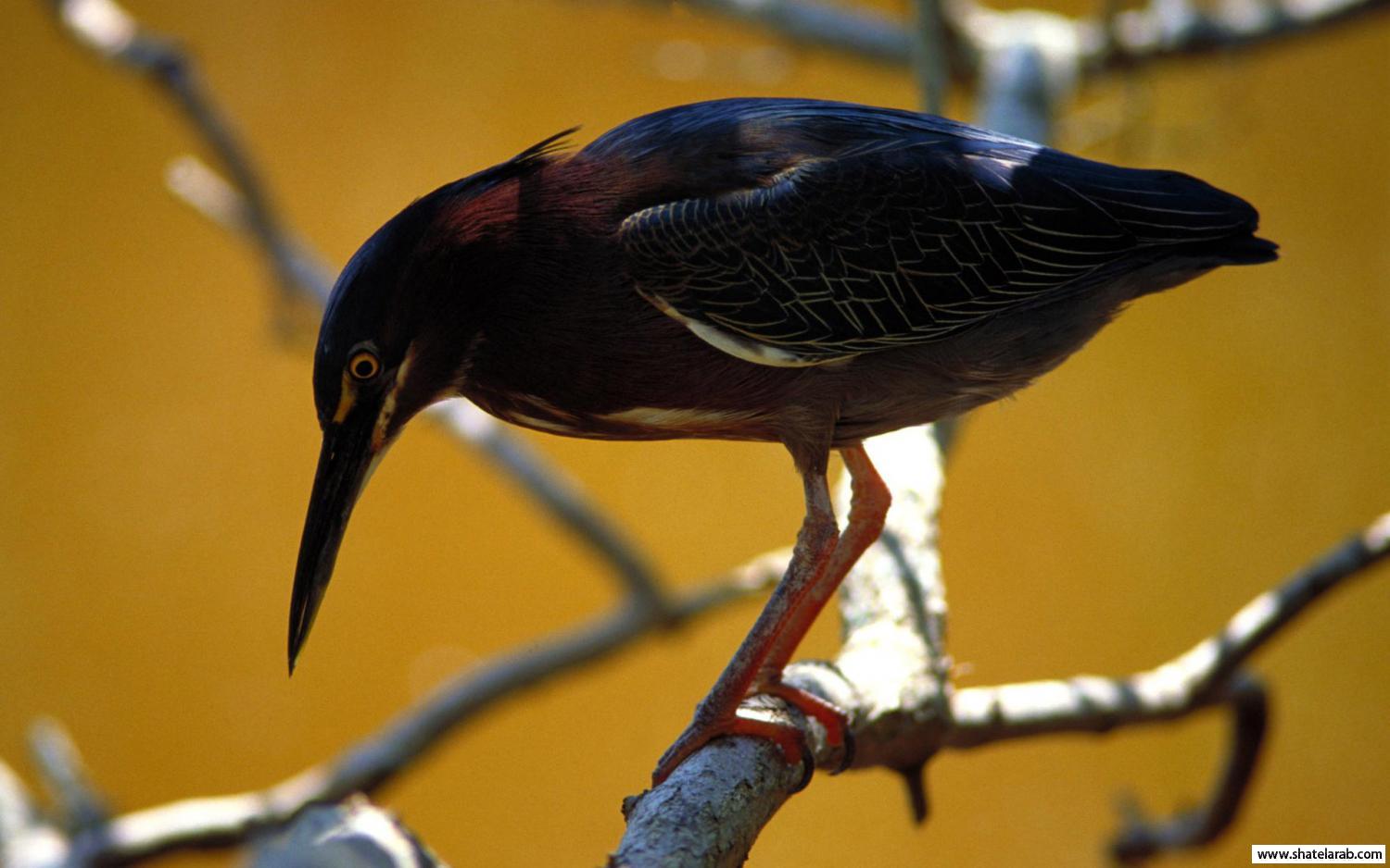 Click image for larger version

Name:	16.jpg
Views:	1
Size:	112.3 KB
ID:	1349085