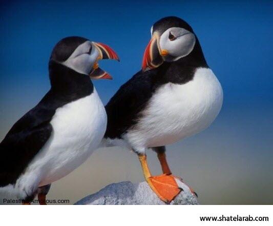 Click image for larger version

Name:	15.jpg
Views:	1
Size:	22.0 KB
ID:	1349086