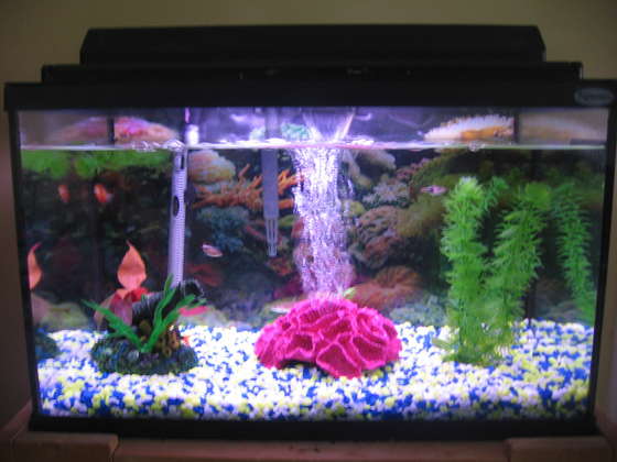 Click image for larger version

Name:	Begginer-Fish-tank.jpg
Views:	1
Size:	31.3 KB
ID:	1293767