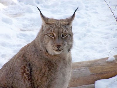 Click image for larger version

Name:	25232ef8fa.jpg
Views:	1
Size:	27.1 KB
ID:	1352581