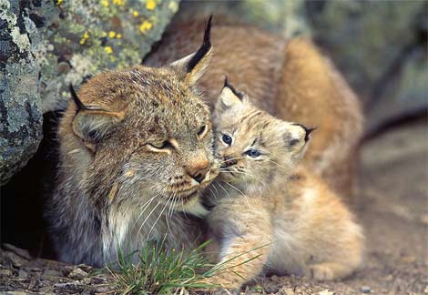 Click image for larger version

Name:	lynx-baby.jpg
Views:	1
Size:	29.4 KB
ID:	1352582