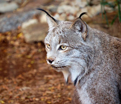 Click image for larger version

Name:	Canadian_Lynx.jpg
Views:	1
Size:	32.9 KB
ID:	1352583