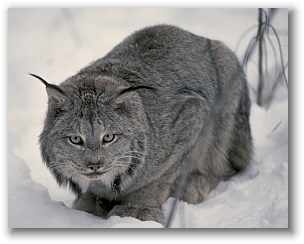 Click image for larger version

Name:	lynx.jpg
Views:	1
Size:	8.1 KB
ID:	1352584