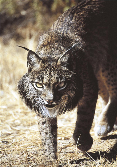 Click image for larger version

Name:	������.jpg
Views:	1
Size:	158.7 KB
ID:	1352585