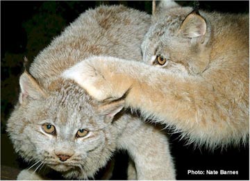 Click image for larger version

Name:	lynx1.jpg
Views:	1
Size:	41.5 KB
ID:	1352587