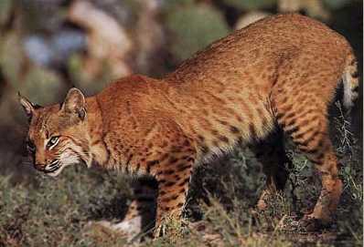 Click image for larger version

Name:	bobcat photo.jpg
Views:	1
Size:	16.9 KB
ID:	1294653