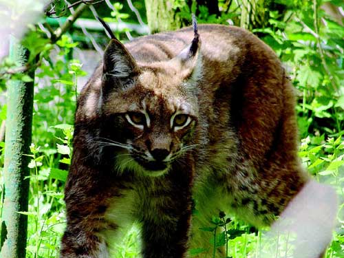 Click image for larger version

Name:	chacal-9003.jpg
Views:	1
Size:	39.6 KB
ID:	1294654