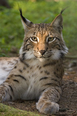 Click image for larger version

Name:	Lynx lynx from wikipedia.jpg
Views:	1
Size:	55.5 KB
ID:	1294655