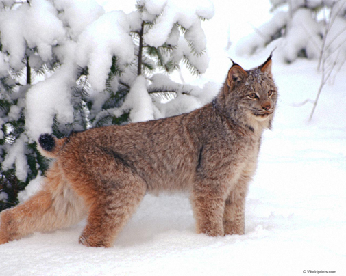 Click image for larger version

Name:	lynx2.jpg
Views:	1
Size:	192.8 KB
ID:	1294661