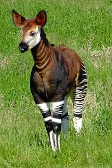 Click image for larger version

Name:	Okapia_johnstoni_-Marwell_Wildlife_Hampshire_England-8a.jpg
Views:	1
Size:	136.7 KB
ID:	1354234