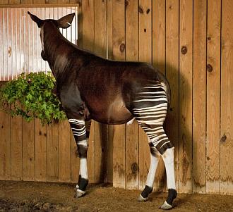 Click image for larger version

Name:	okapi-525.jpg
Views:	1
Size:	63.9 KB
ID:	1354235