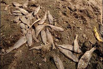 Click image for larger version

Name:	rain-fish-2.jpg
Views:	1
Size:	45.6 KB
ID:	1354242