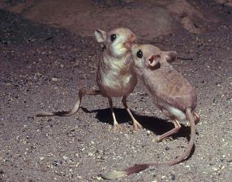Click image for larger version

Name:	desertjerboa.jpg
Views:	1
Size:	48.3 KB
ID:	1354296