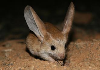 Click image for larger version

Name:	1210jerboa.jpg
Views:	1
Size:	40.4 KB
ID:	1354297