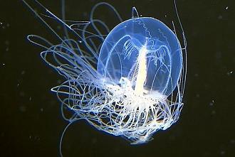 Click image for larger version

Name:	Turnitopsis-Nutricula.jpg
Views:	1
Size:	43.0 KB
ID:	1296600
