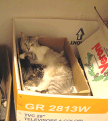 Click image for larger version

Name:	mother_cat_in_a_box.gif
Views:	1
Size:	36.6 KB
ID:	1296738