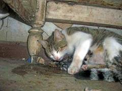 Click image for larger version

Name:	images.jpg
Views:	1
Size:	8.8 KB
ID:	1296740