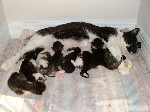 Click image for larger version

Name:	323024300_ca28a2177e.jpg
Views:	1
Size:	107.2 KB
ID:	1296746