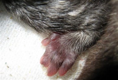 Click image for larger version

Name:	Blizzard1DayOldKittenFoot7-9-06.jpg
Views:	1
Size:	29.1 KB
ID:	1296747