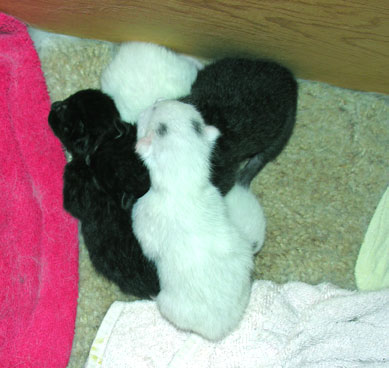 Click image for larger version

Name:	cats2-718936.jpg
Views:	1
Size:	32.0 KB
ID:	1296749