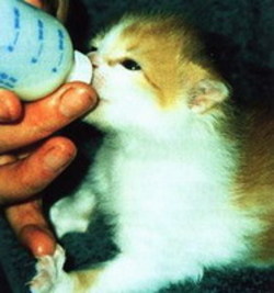 Click image for larger version

Name:	323024300_ca28a2177e.jpg
Views:	1
Size:	18.0 KB
ID:	1296753