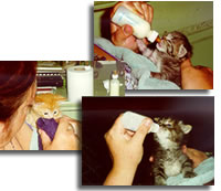 Click image for larger version

Name:	Blizzard1DayOldKittenFoot7-9-06.jpg
Views:	1
Size:	10.8 KB
ID:	1296754