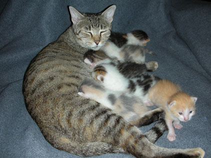 Click image for larger version

Name:	323024300_ca28a2177e.jpg
Views:	1
Size:	36.0 KB
ID:	1296755