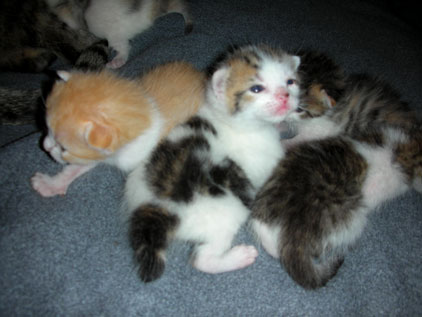 Click image for larger version

Name:	Blizzard1DayOldKittenFoot7-9-06.jpg
Views:	1
Size:	26.8 KB
ID:	1296757
