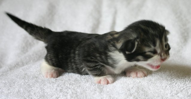 Click image for larger version

Name:	cats2-718936.jpg
Views:	1
Size:	33.3 KB
ID:	1296758