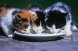 Click image for larger version

Name:	img29.jpg
Views:	1
Size:	11.4 KB
ID:	1296760