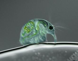 Click image for larger version

Name:	880_Joan.jpg
Views:	1
Size:	41.2 KB
ID:	1356335