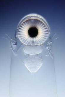 Click image for larger version

Name:	880_Wim-Van-Egmond_Giant_waterflea_leptodora-580x871.jpg
Views:	1
Size:	46.3 KB
ID:	1356338